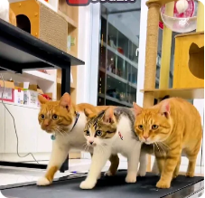 Cat Toy