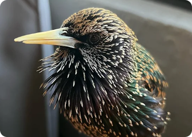 Chatty Bird