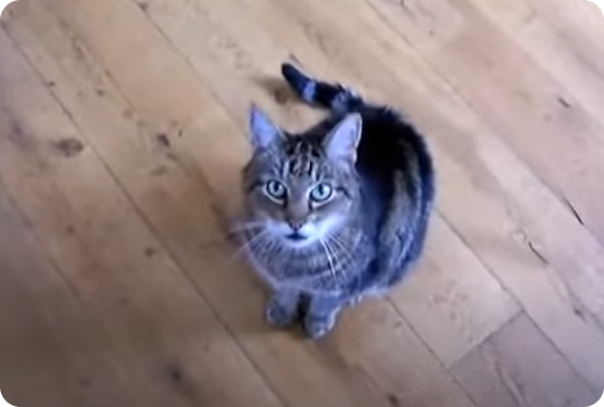 Cat Toy