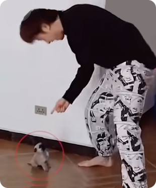 Pup Dance